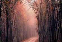 火箭队主帅获得赞誉，带领球队获胜